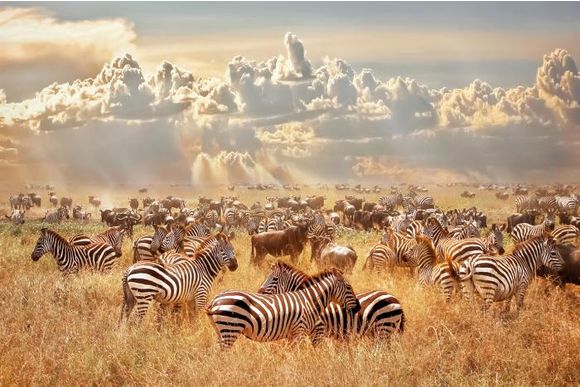 Glasschilderij Kudde zebra's 080120-756