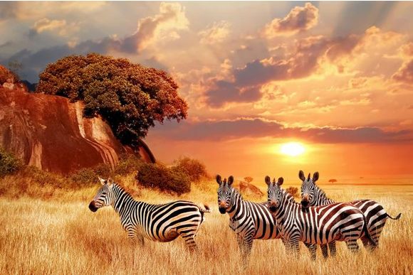Glasschilderij zebra's met zonsondergang 0801203D-010