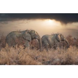 Glasschilderij Wandelende olifanten GLAS080120-754