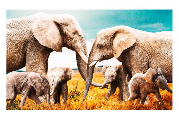 Schilderij Elephant Family 003