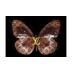Glasschilderij Louis Vuitton Vlinder 060080F-174