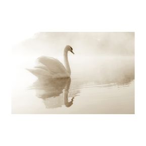 Schilderij Swan gliding on Lake