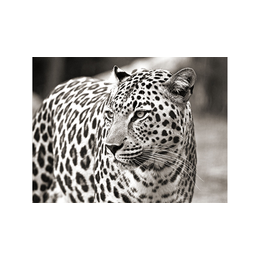 Schilderij Portrait of Leopard