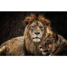 Glasschilderij leeuw en leeuwin 080120-758