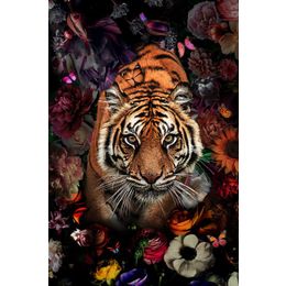 Glasschilderij tijger 080120-795