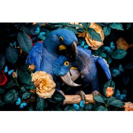 Glasschilderij blauwe ara's knuffelend 080120-838