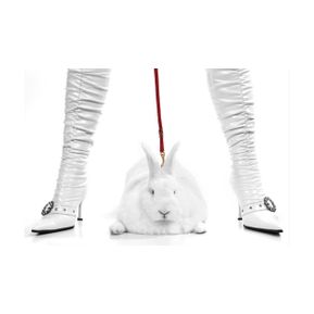 Schilderij Pit pull bunny -  white boots