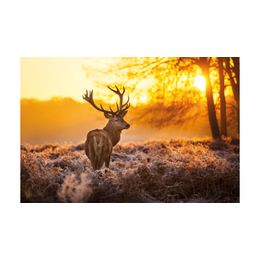 Schilderij Red deer in morning sun - mat