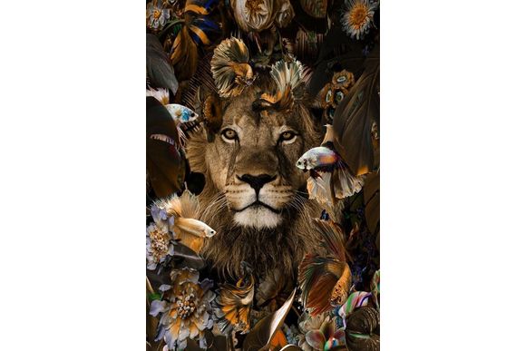 Glasschilderij Leeuw met kempvissen 080120-642