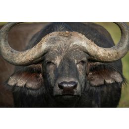 Glasschilderij Afrikaanse buffalo 080120-926