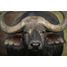 Glasschilderij Afrikaanse buffalo 080120-926