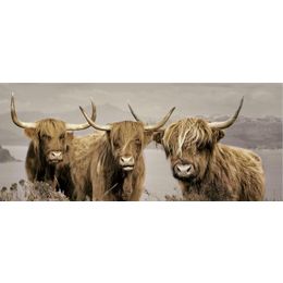Glasschilderij nieuwsgierige Schotse hooglanders 050120F-010