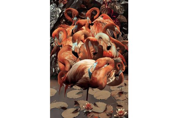 Glasschilderij flamingo's 080120-713