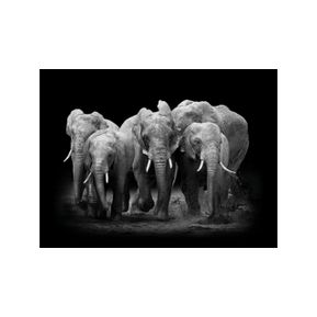 Schilderij Elephant on dark background