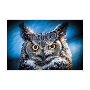 Schilderij Owl portrait