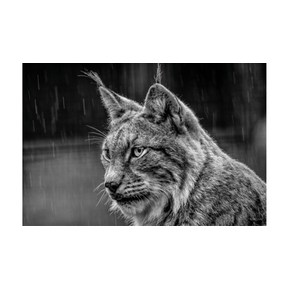 Schilderij Lynx in black and white