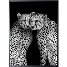 Art Print Cheeta CHEET-01