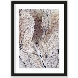 Art Print Curly Soft Coral