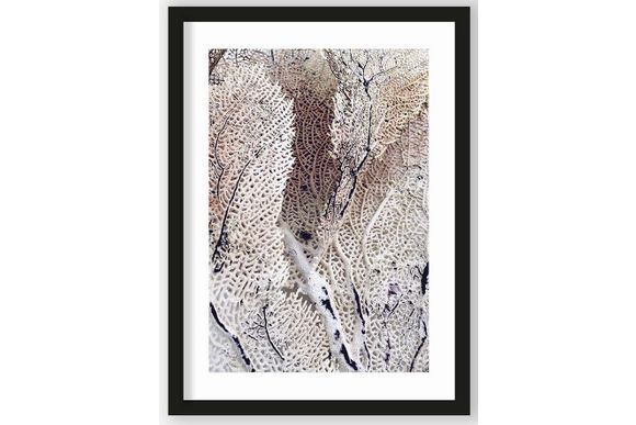 Art Print Curly Soft Coral