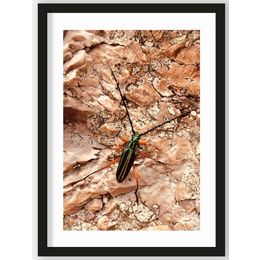 Art Print High on Life Insect