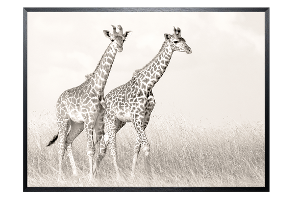 Art Print Giraffen SHI262